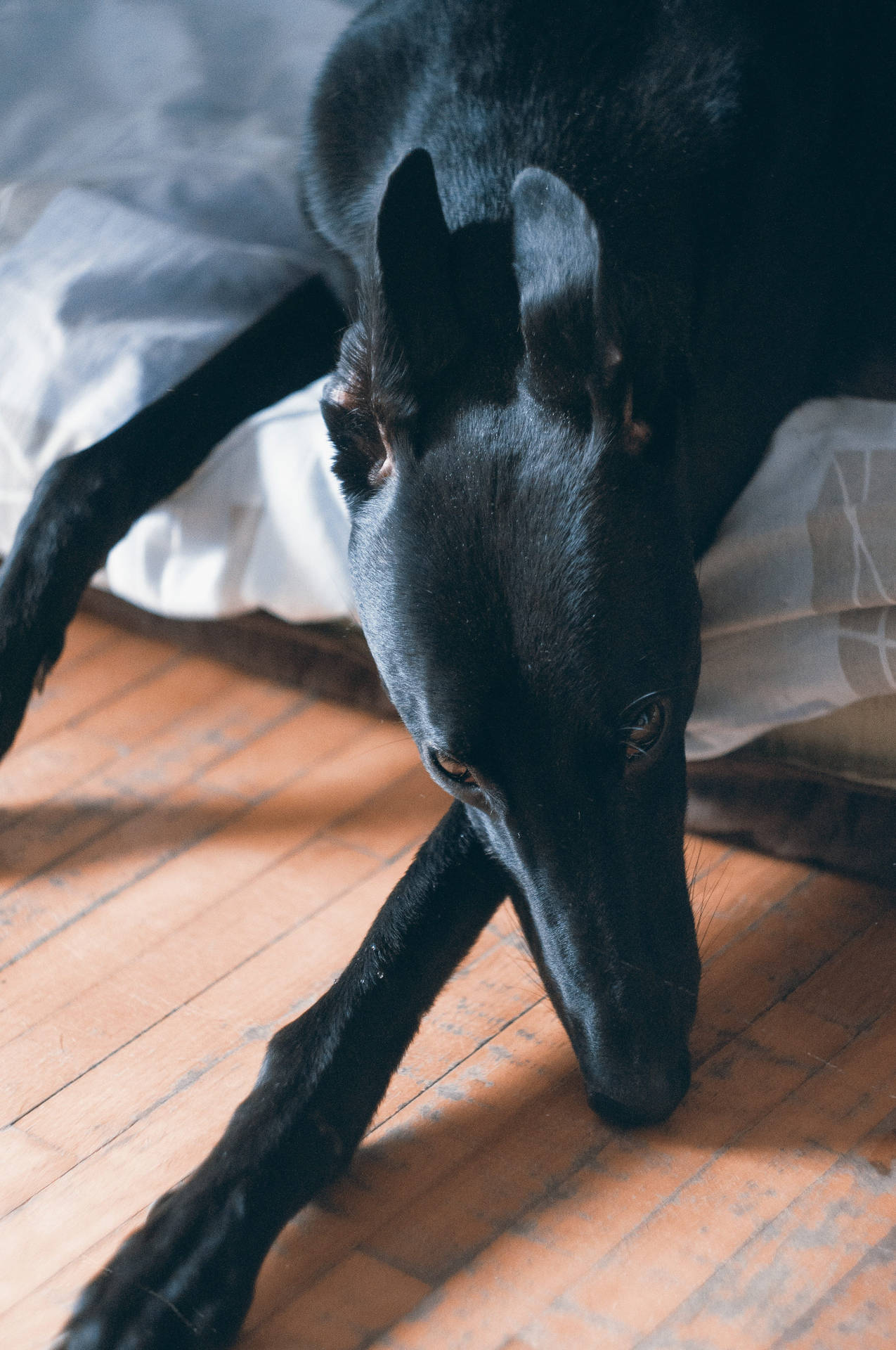 Black Greyhound On Bed Wallpaper