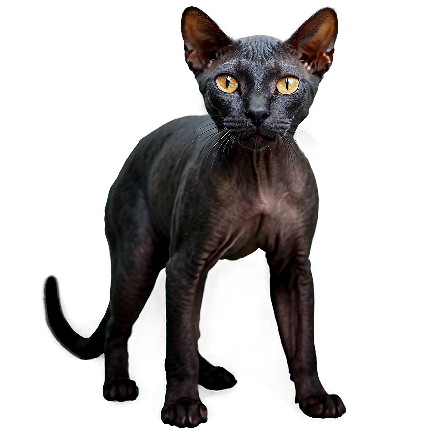 Black Hairless Cat Png Vhw74 PNG