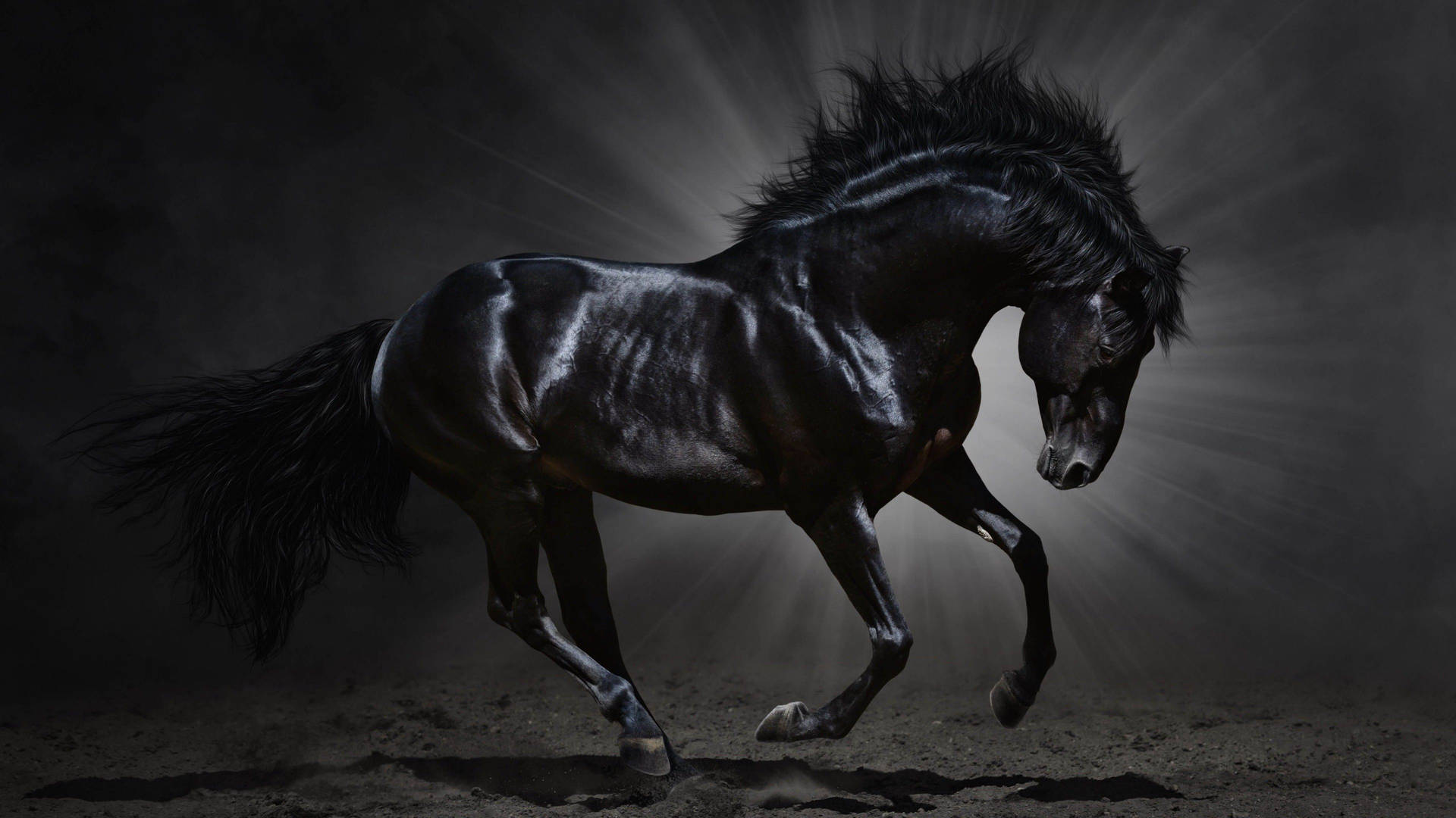 Black Horse Animal