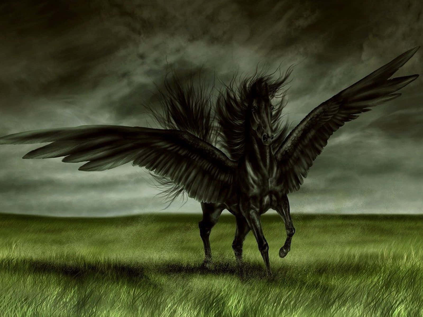 Unmaestoso Cavallo Nero Si Erge Fieramente In Un Campo Di Erba Selvaggia.