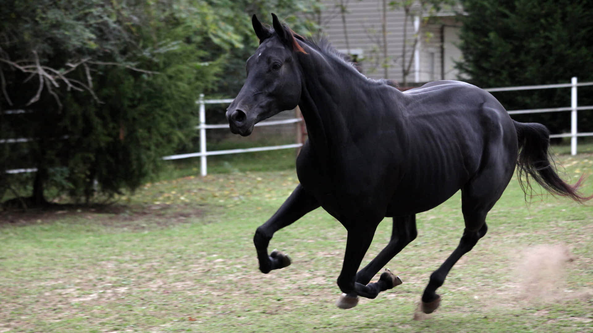 A Black Horse Running