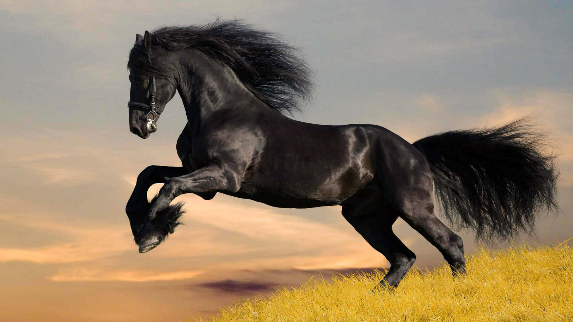 A Black Horse Running