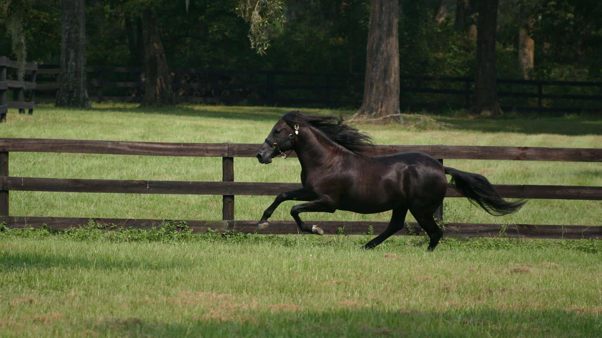 A Stunning Black Horse Grazing in Pasture