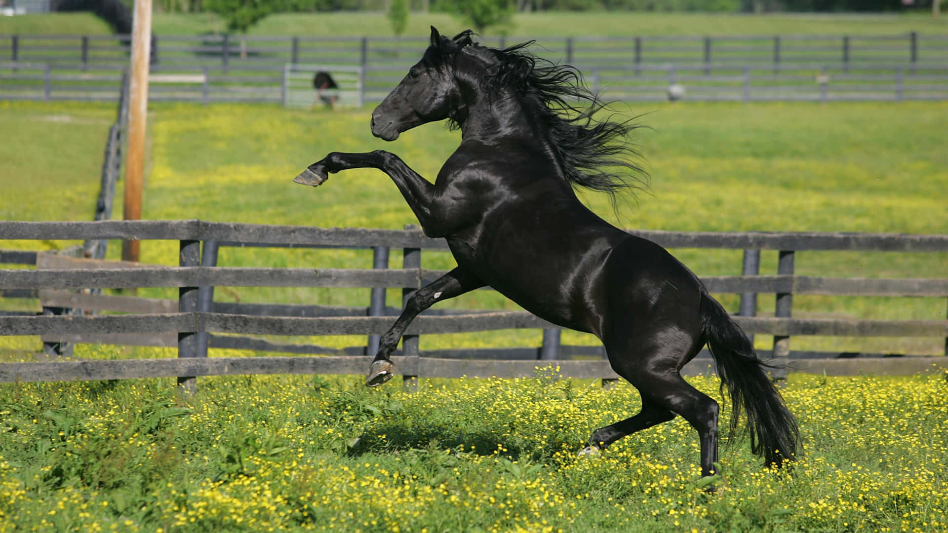 Majestic black horse in a pastoral setting
