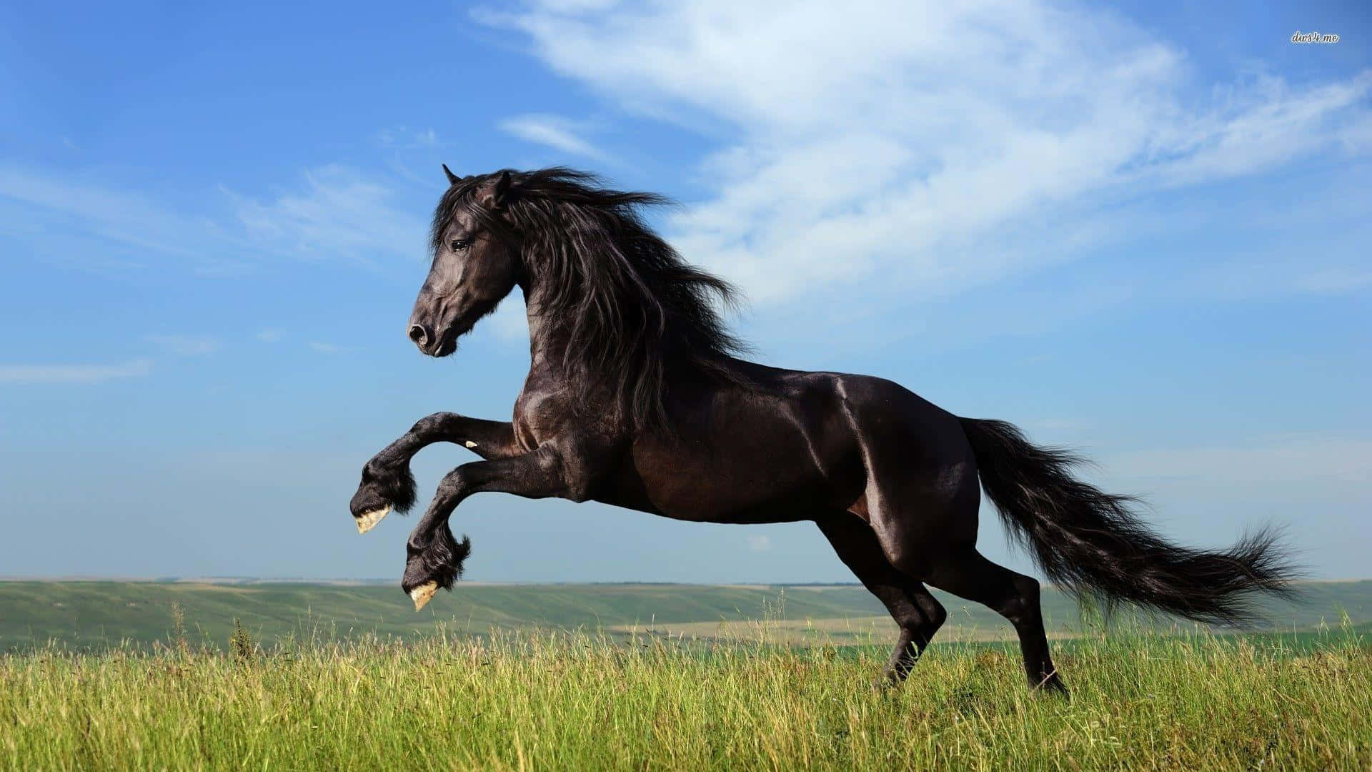 "A wild black horse running through the plains."