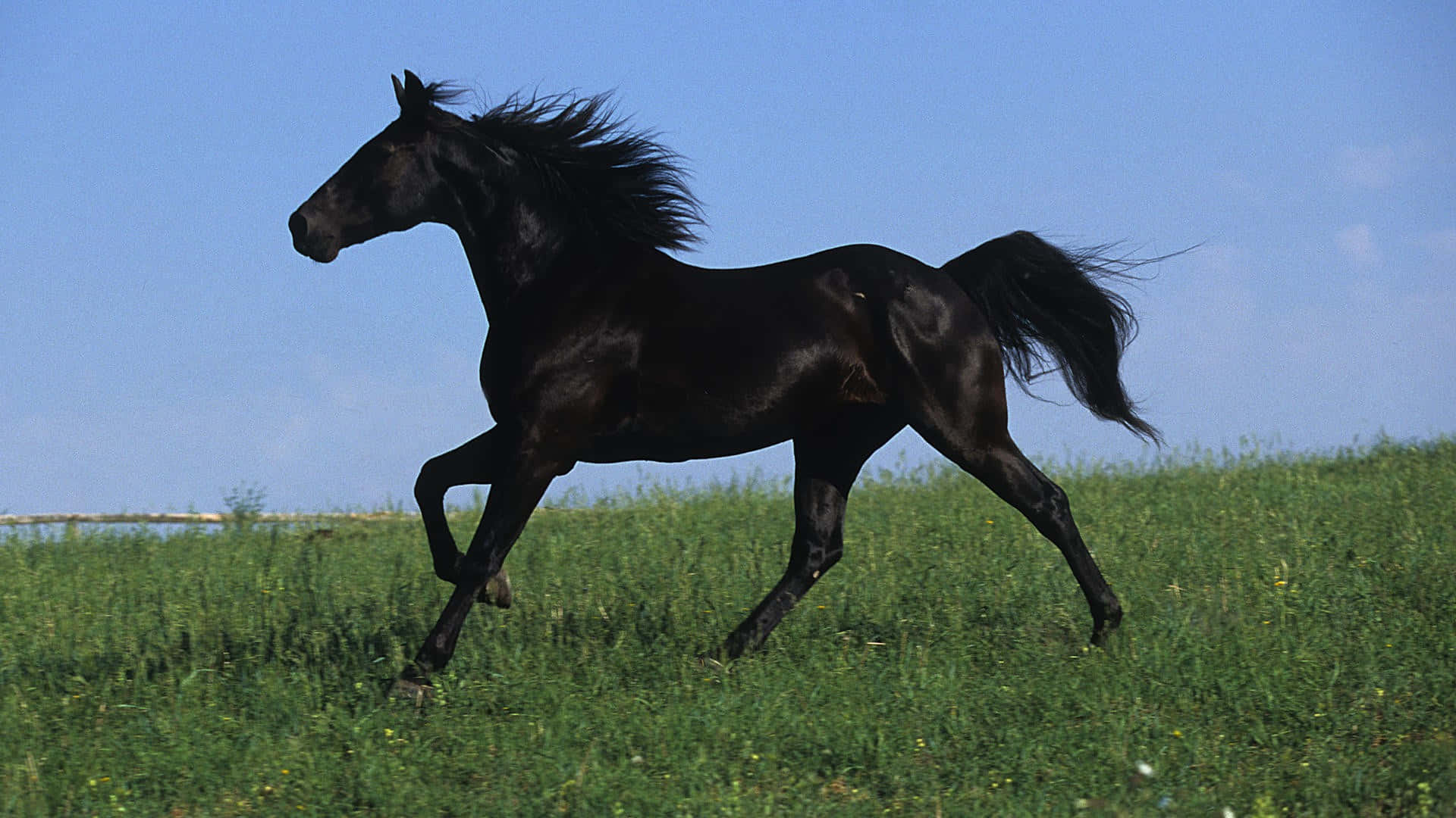 Majestic Black Horse Grazing