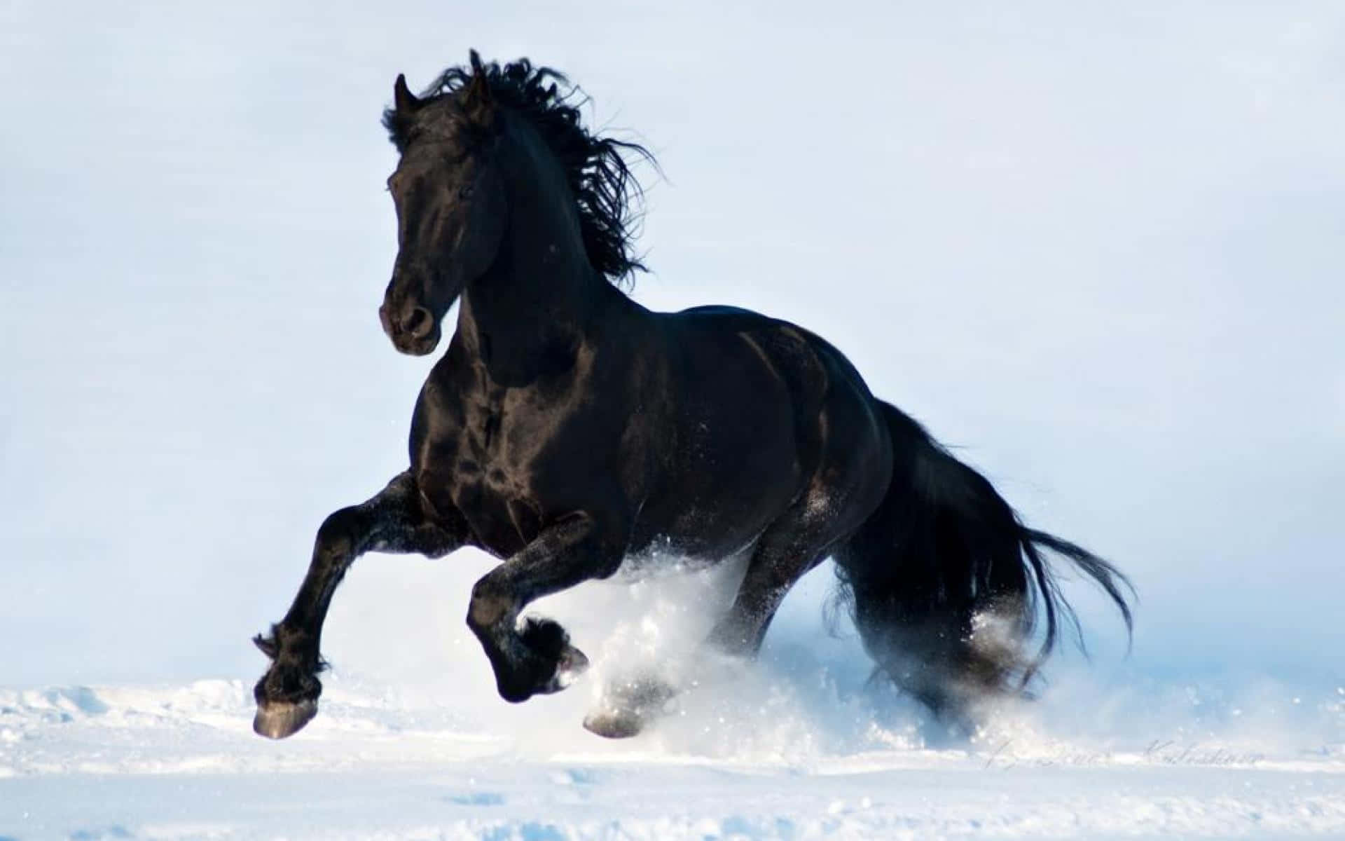"The beauty of the black horse"