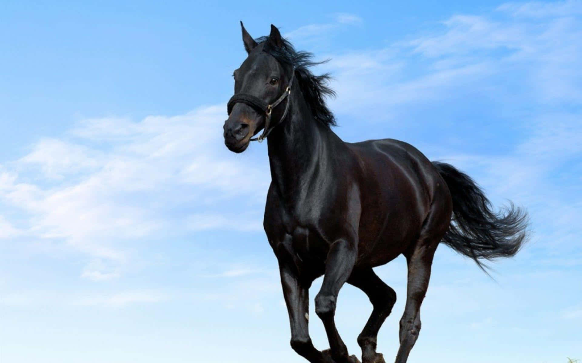 Black Horse With Long Hair HD Horse Wallpapers | HD Wallpapers | ID #56785