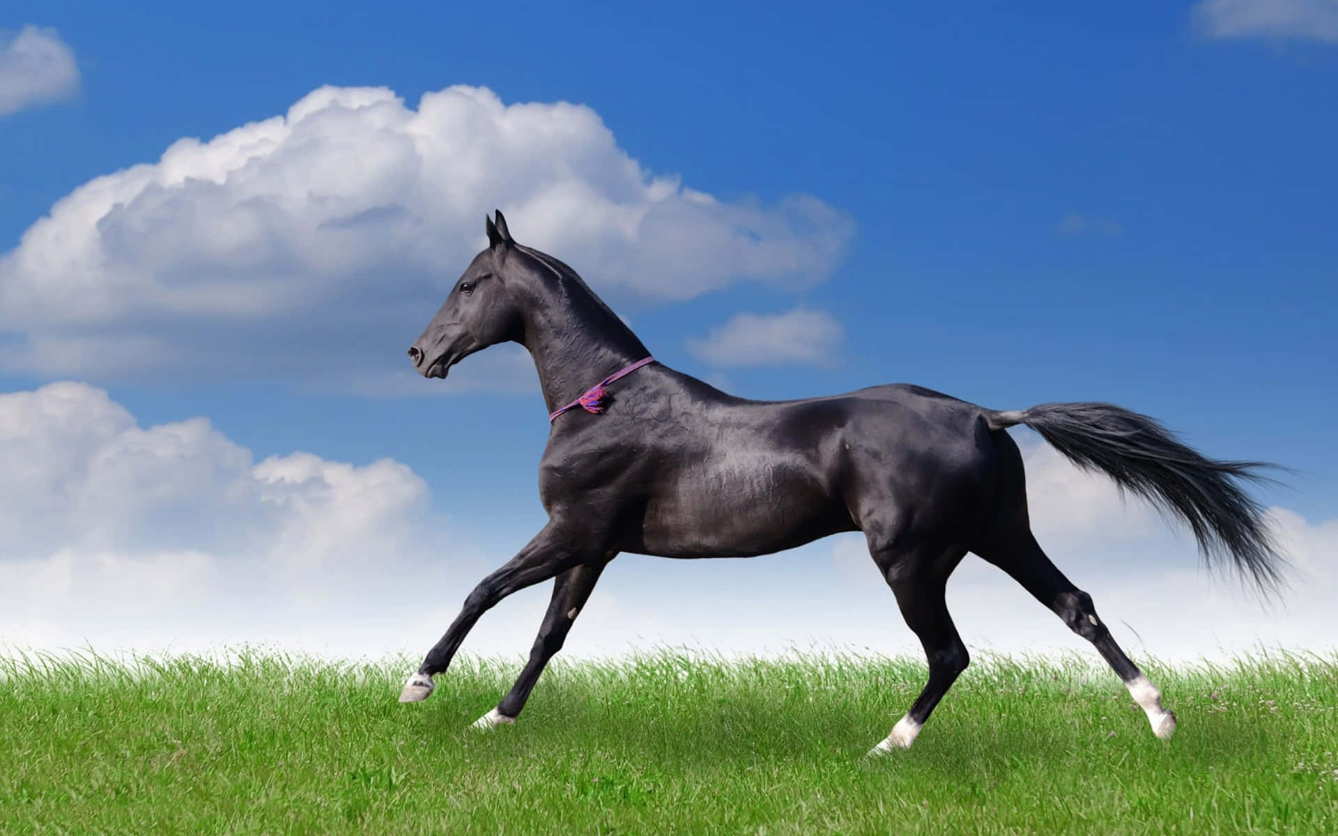 Majestic Black Horse Grazing on a Sunny Day