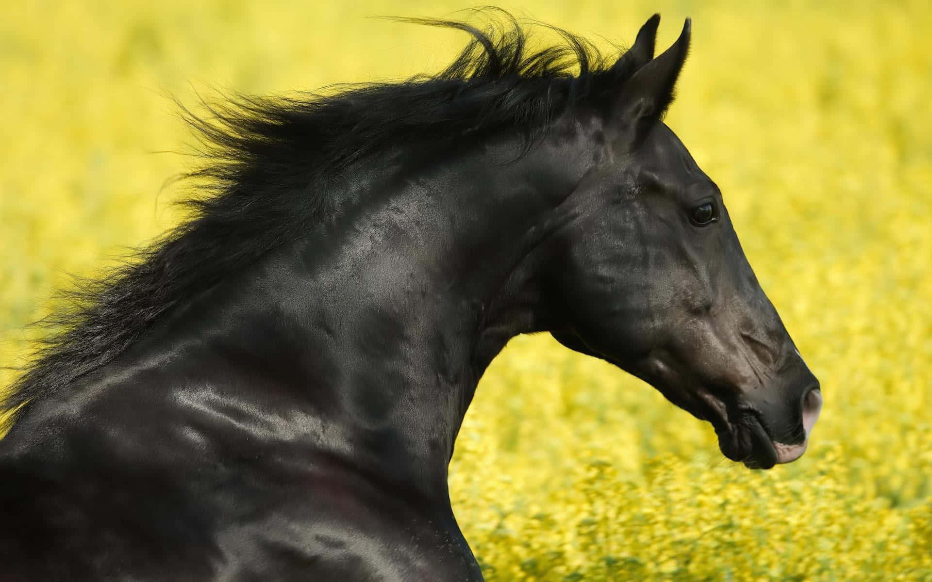 "The majestic Black Horse, running gracefully through the wilderness"