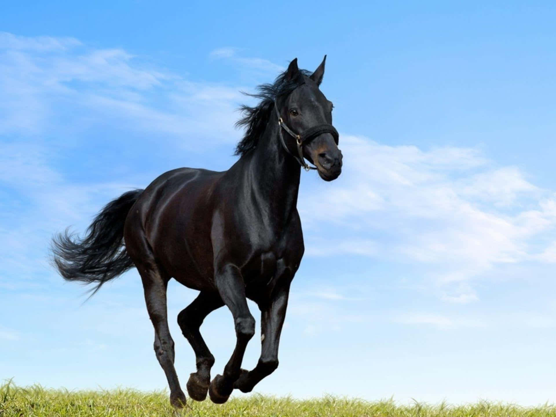 Look into The Eyes of a Majestic Black Horse