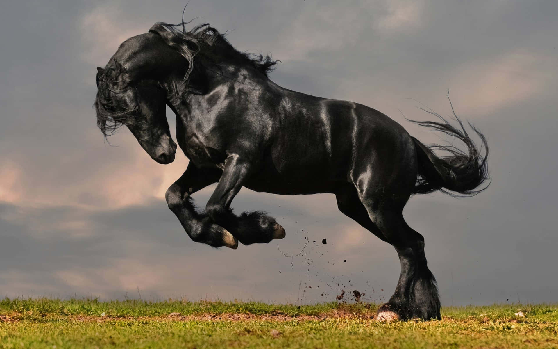 Beautiful black horse looking forward confidently