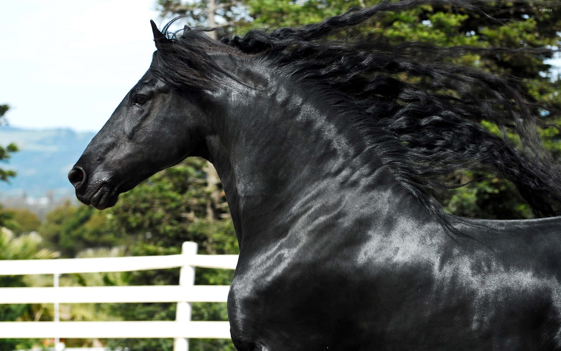 Selvageme Livre: Incrível Cavalo Preto Em Ambiente Natural.