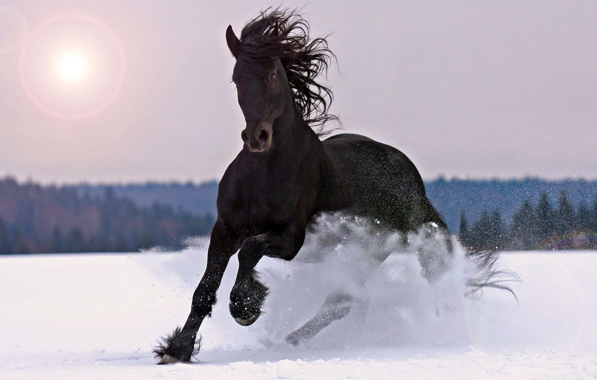 Majestic Black Horse Running in the Wild