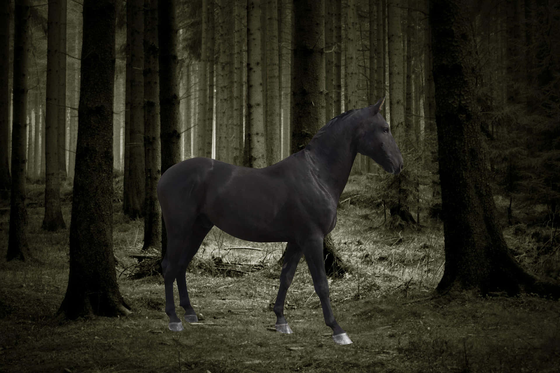Black Horse Pictures 3072 X 2048