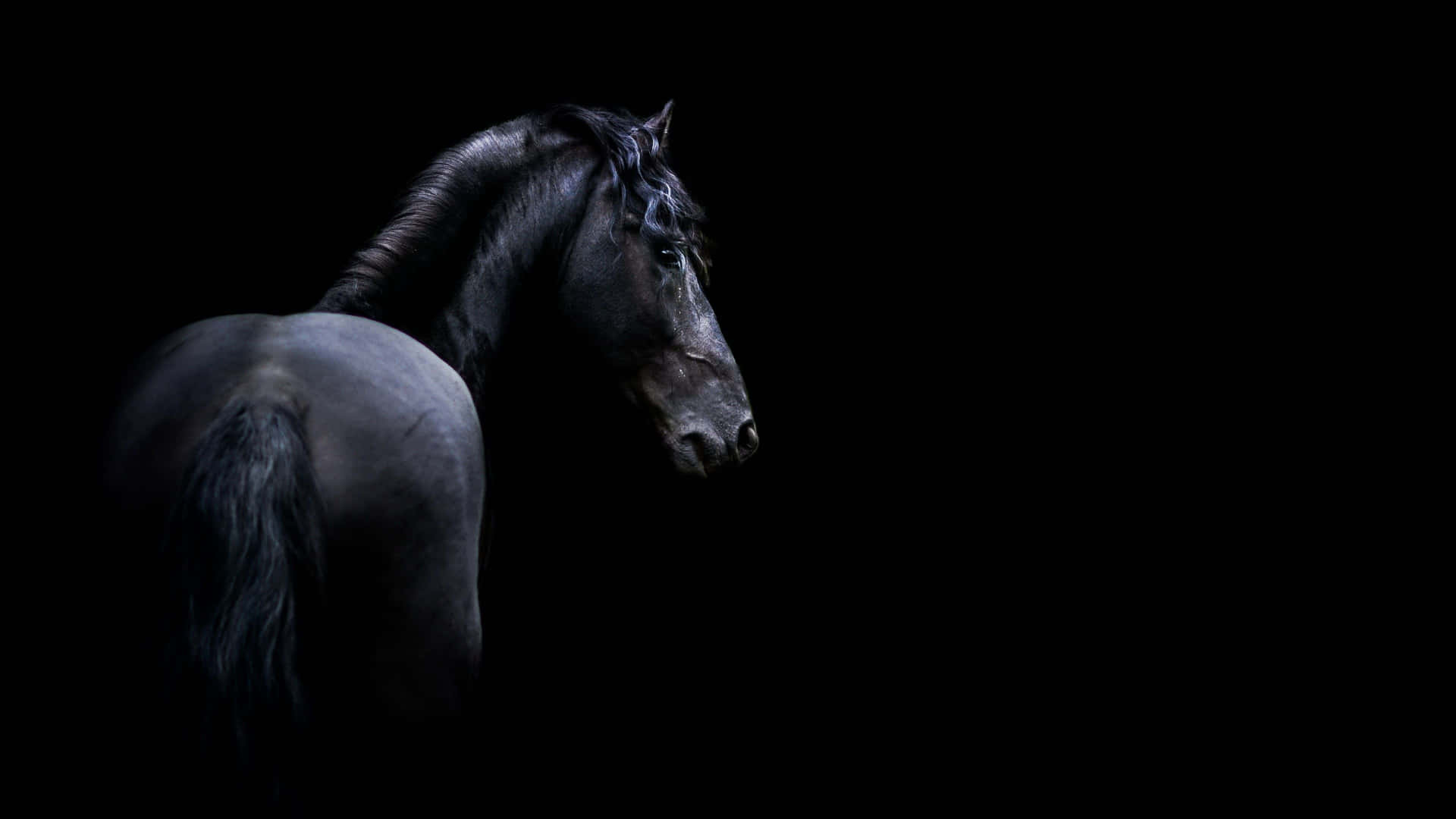 Beautiful Black Horse in Nature