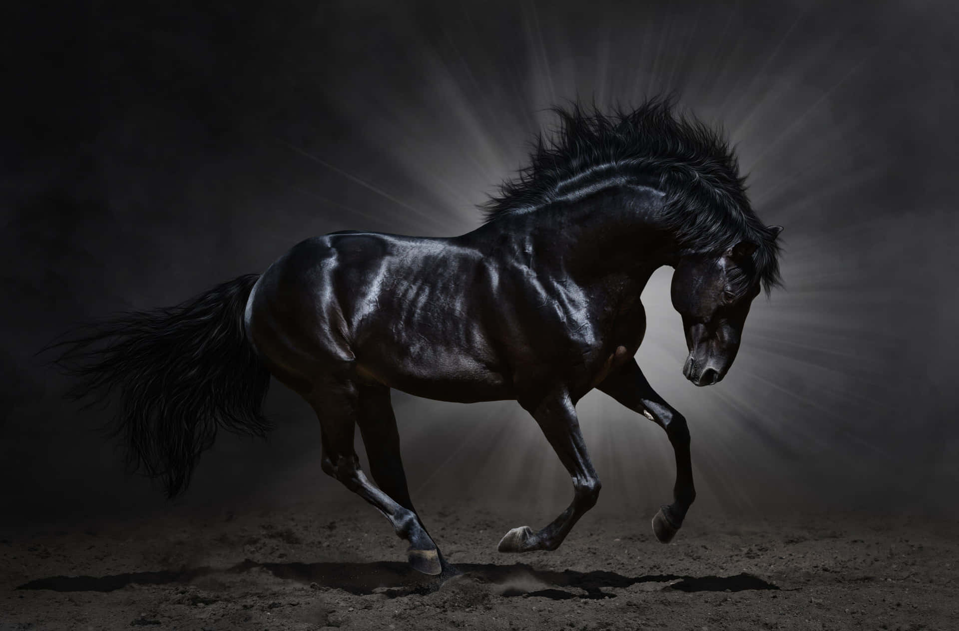 Majestic Black Horse Galloping in the Field
