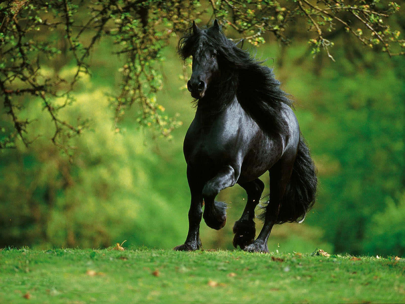 Dieschönheit Eines Schwarzen Pferdes Bewundern.