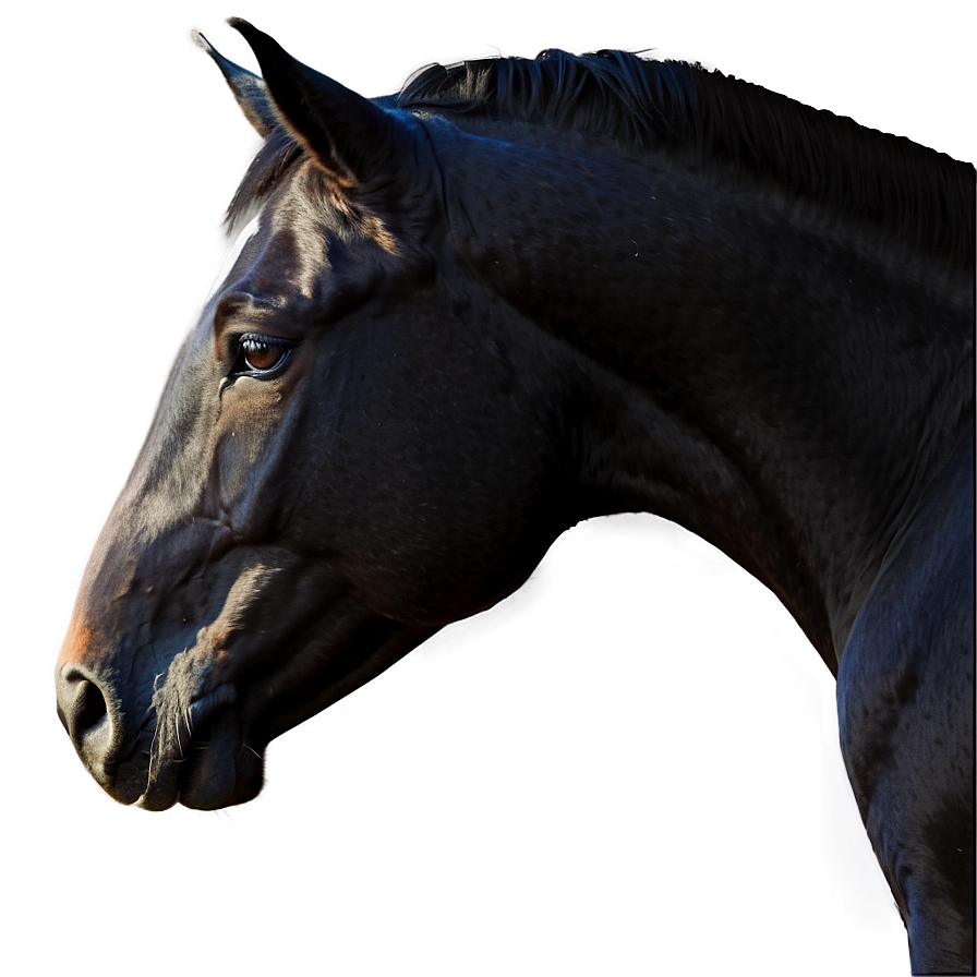Black Horse Side Profile Png 06262024 PNG