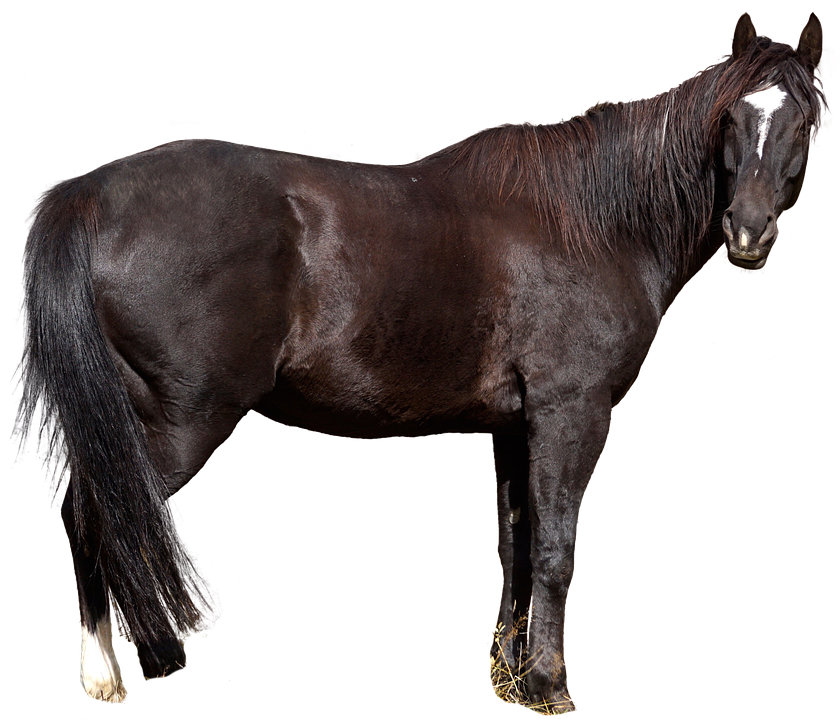 Black Horse Standing Profile PNG