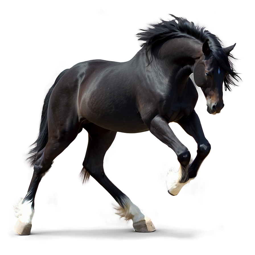 Black Horse With Feathered Hooves Png 54 PNG