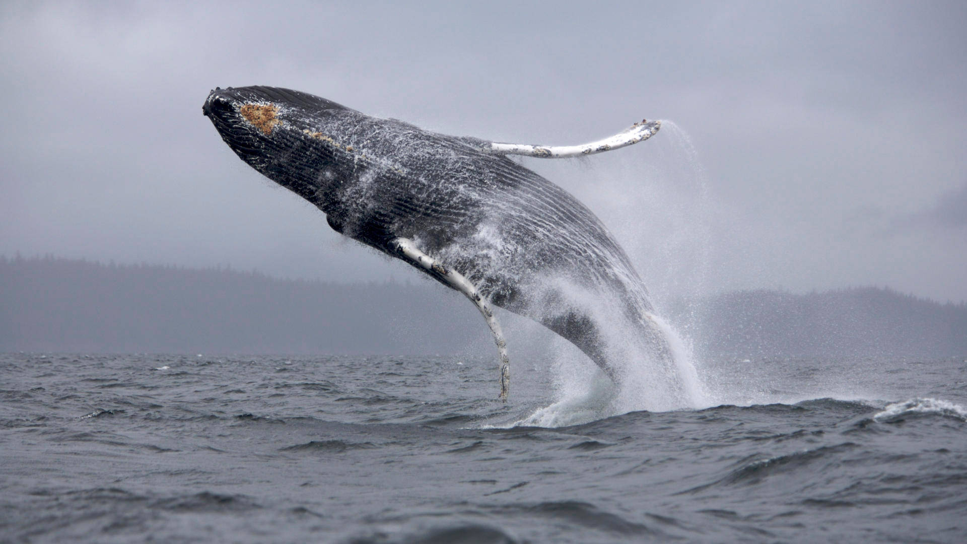 Black Humpback Whale Violazione A Coperto Sfondo