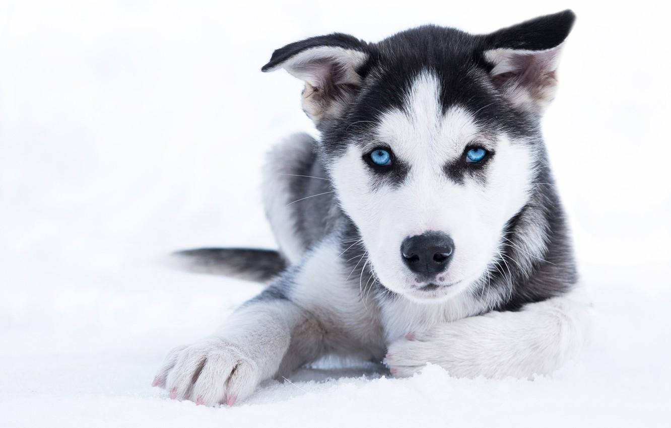 Black Husky Puppy On Snow Background