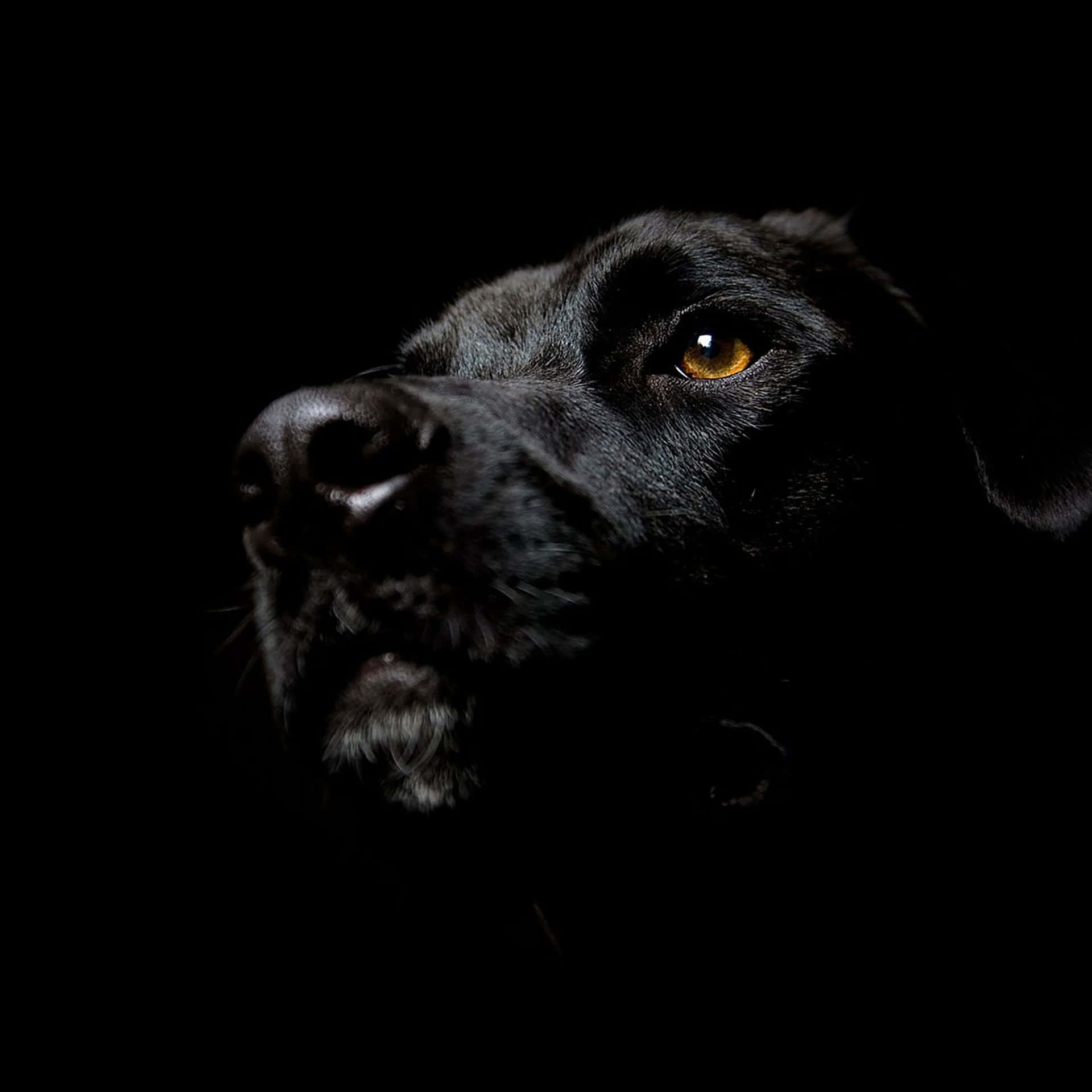 Black Ipad Shot Of Black Labrador Retriever Wallpaper