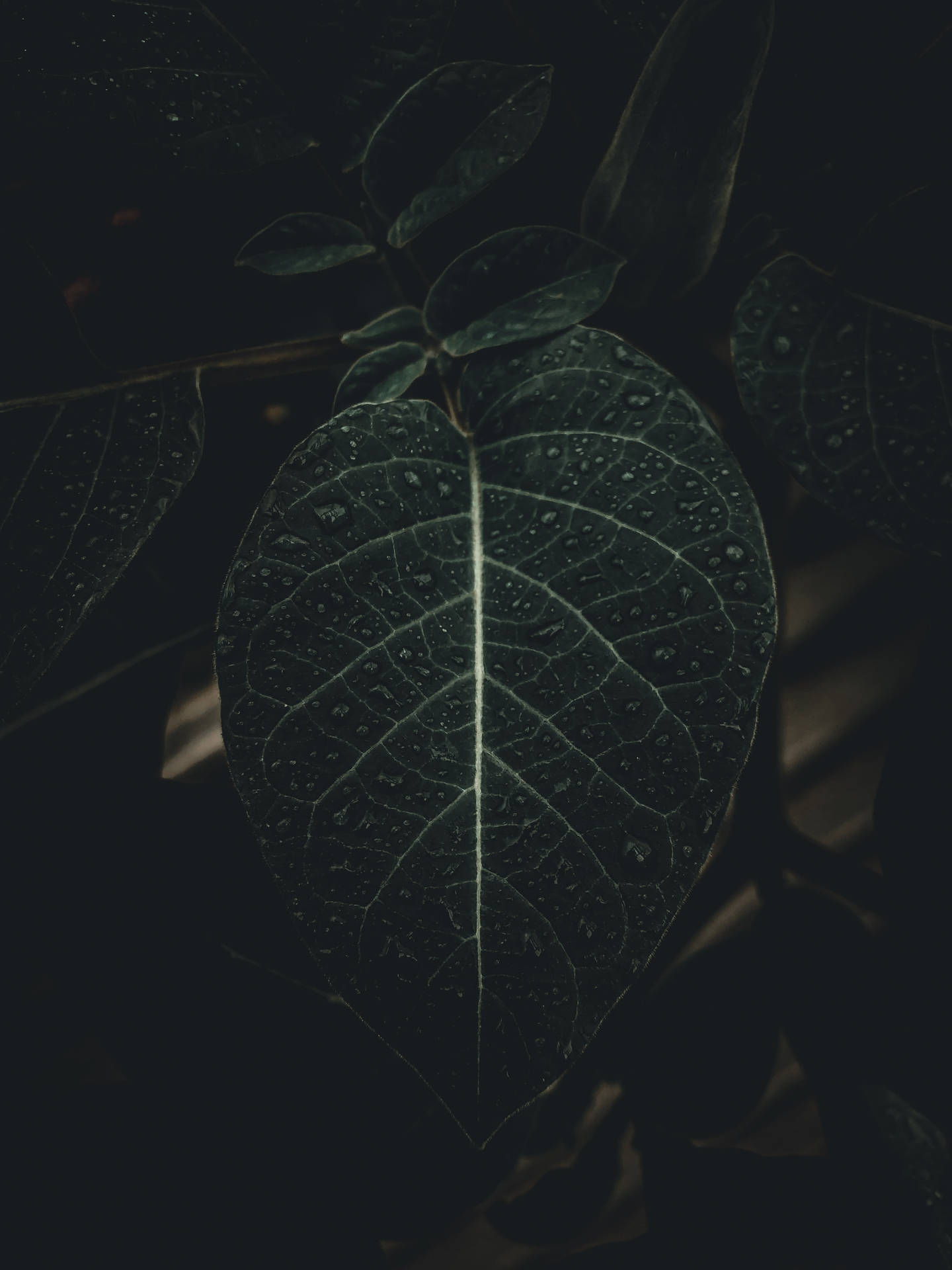 Black Iphone Foliage Picture