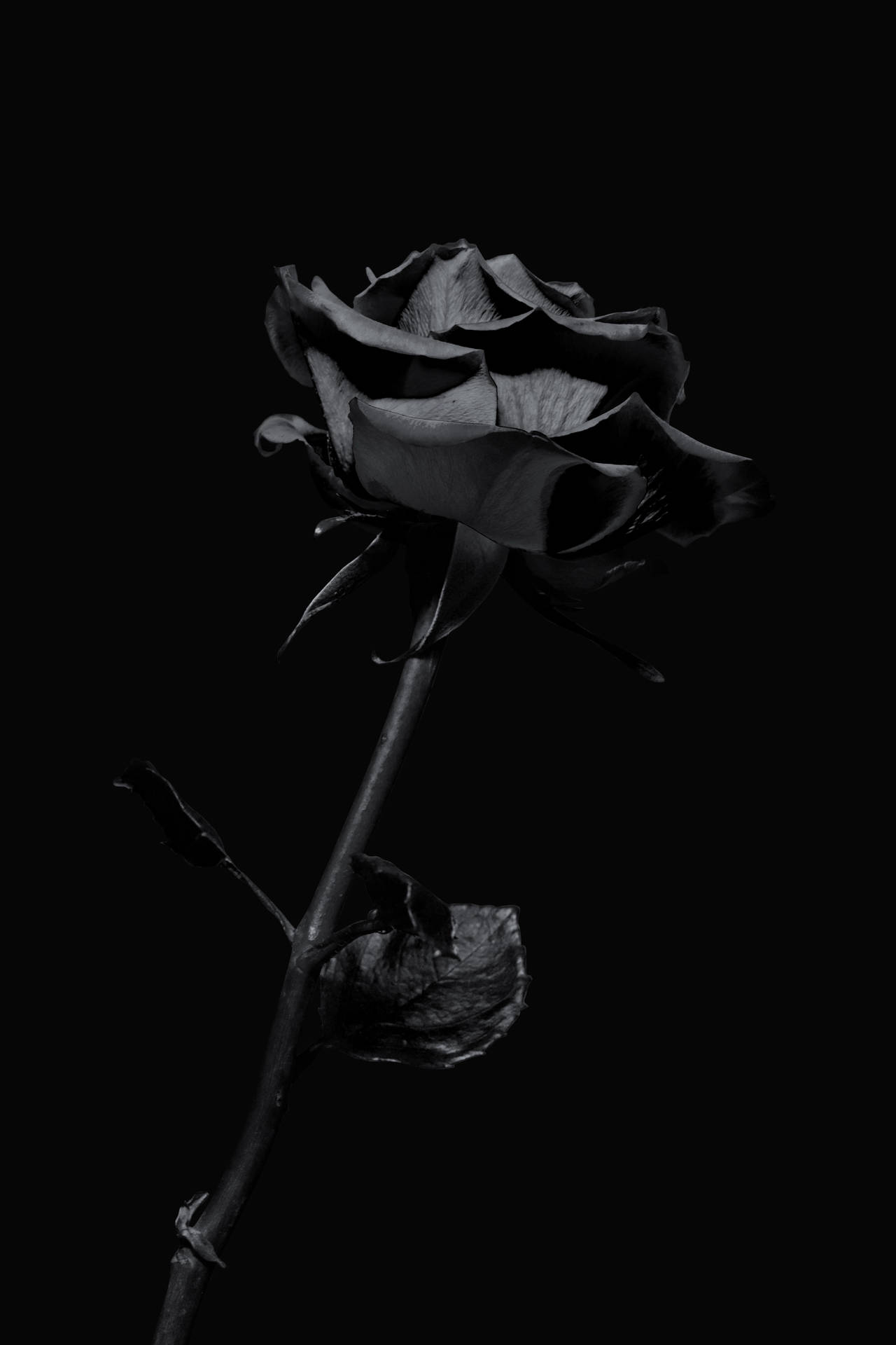 Black Iphone Rose Picture