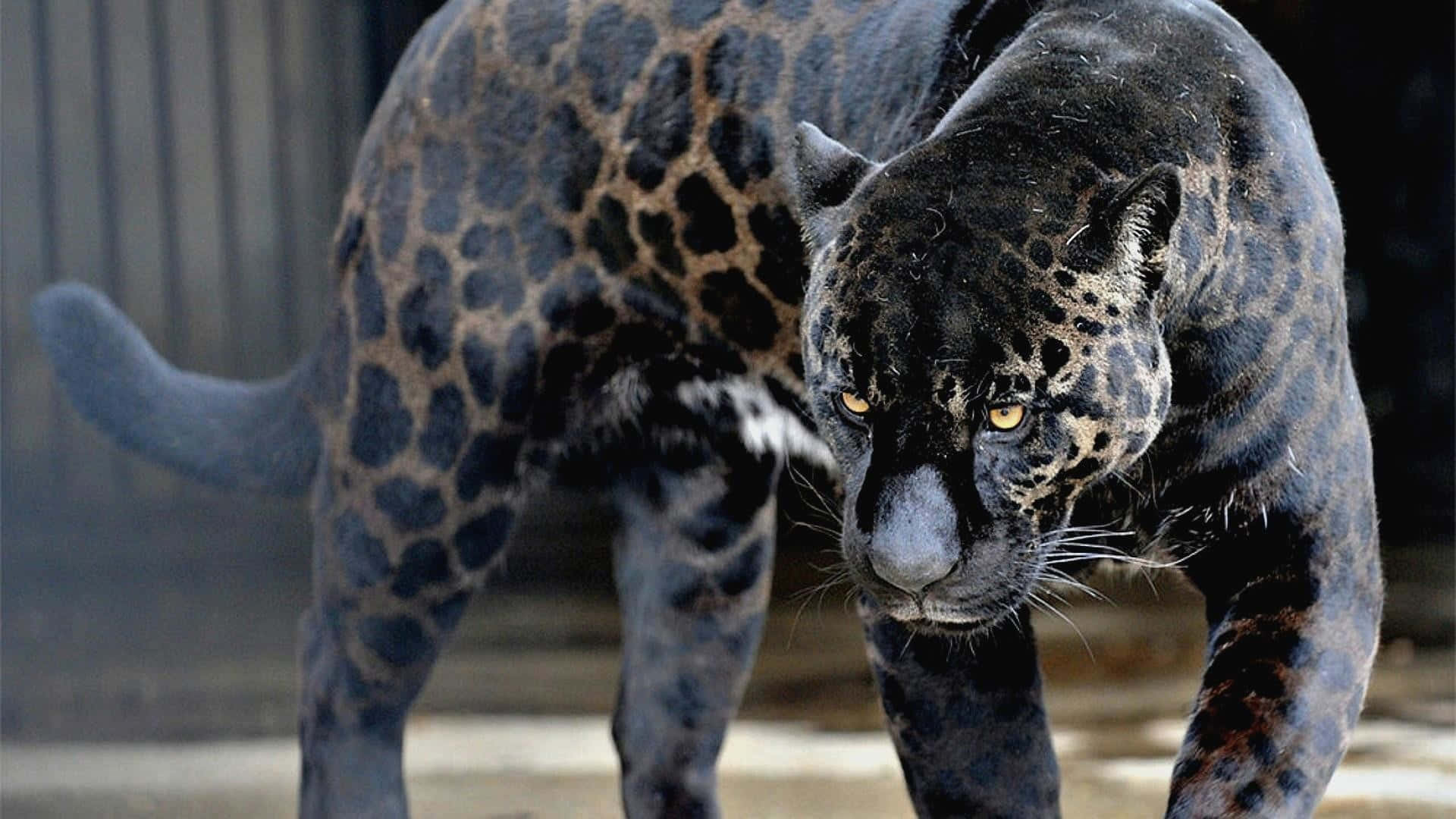 Ensvart Jaguar Som Går I En Djurpark Inhägnad Wallpaper