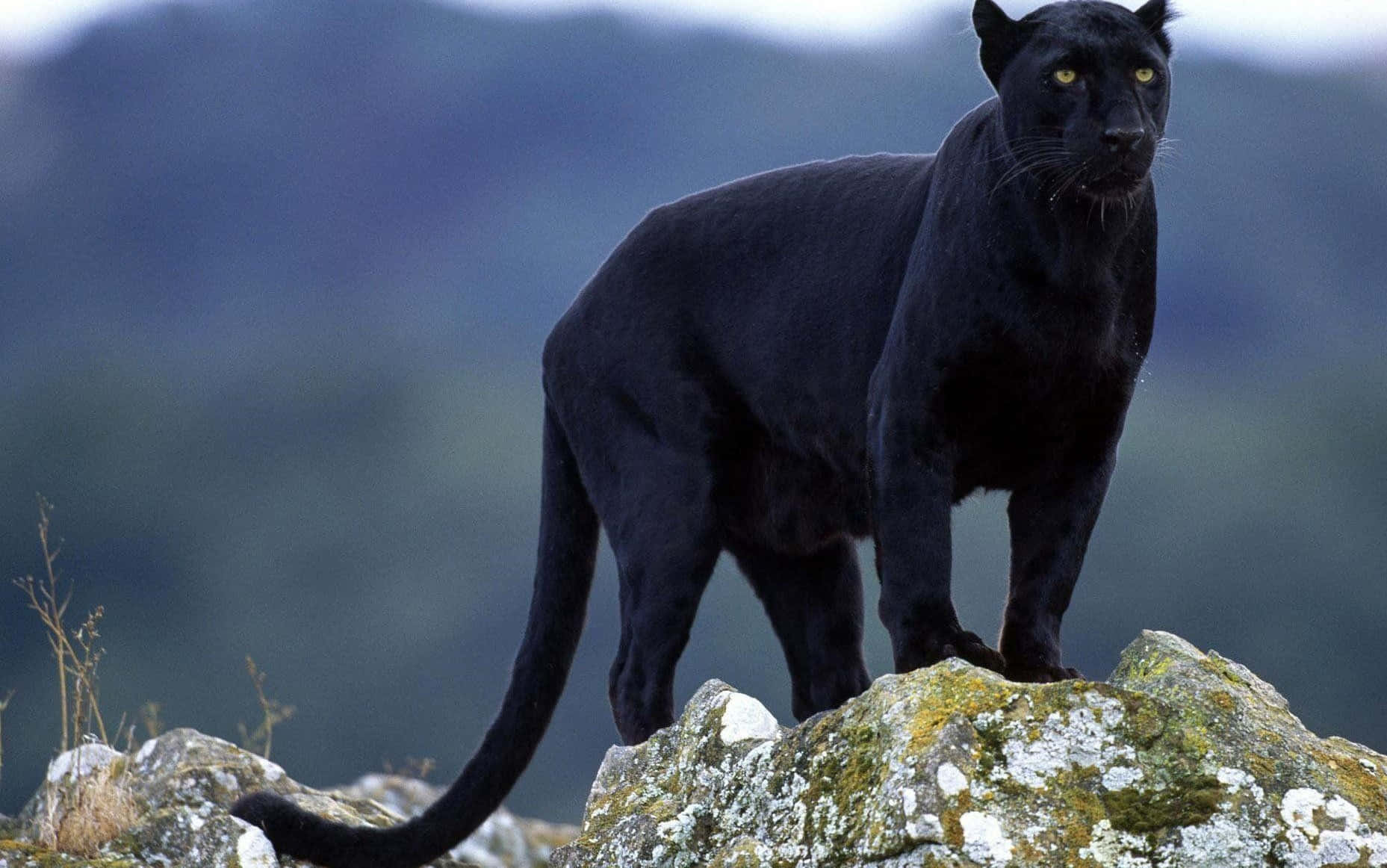 black jaguar blue eyes