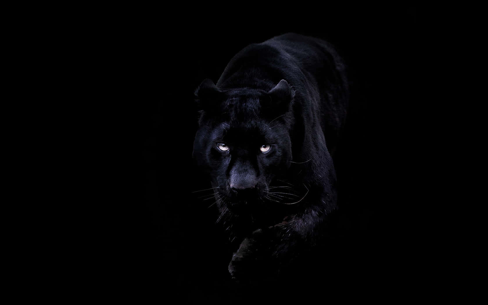 A Black Panther Is Walking In The Dark Wallpaper