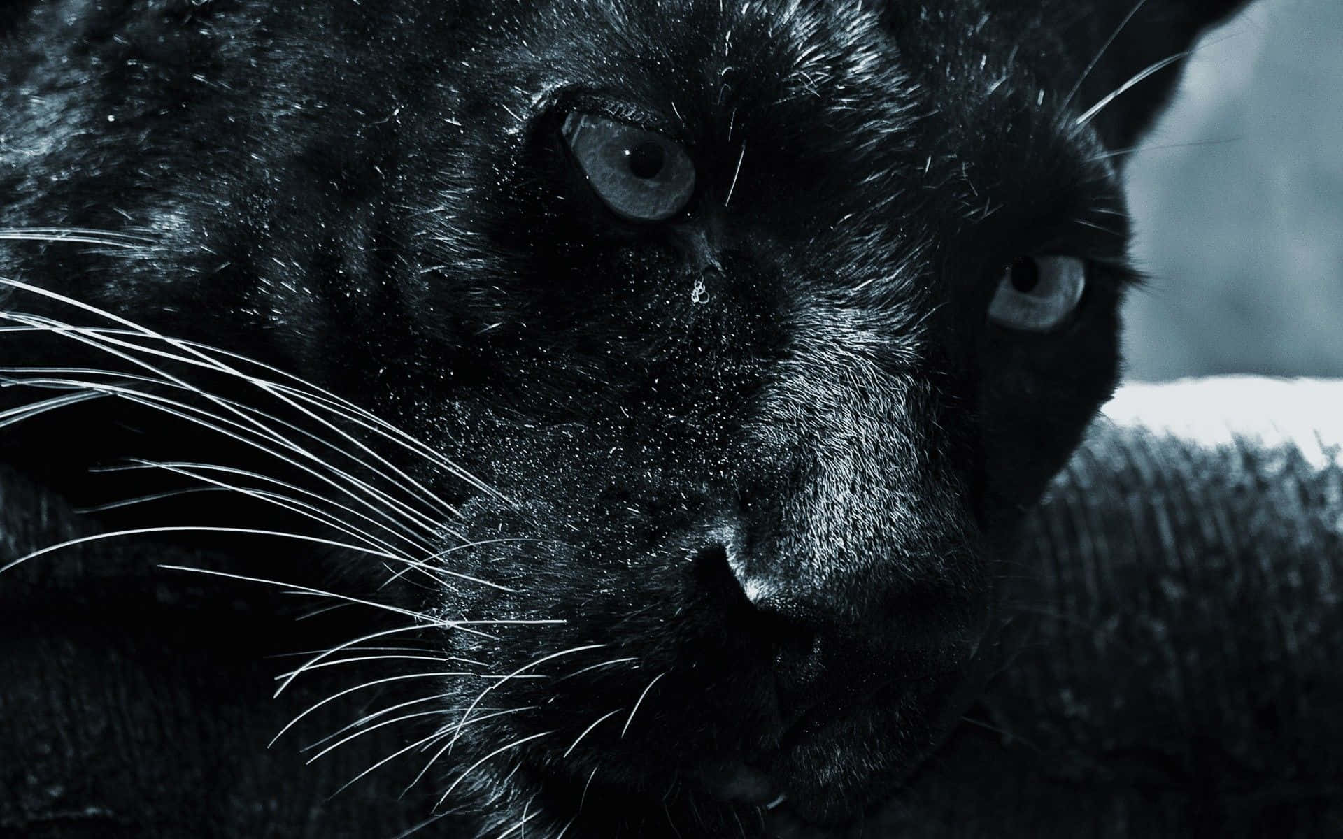 A fierce black jaguar stares into the camera Wallpaper