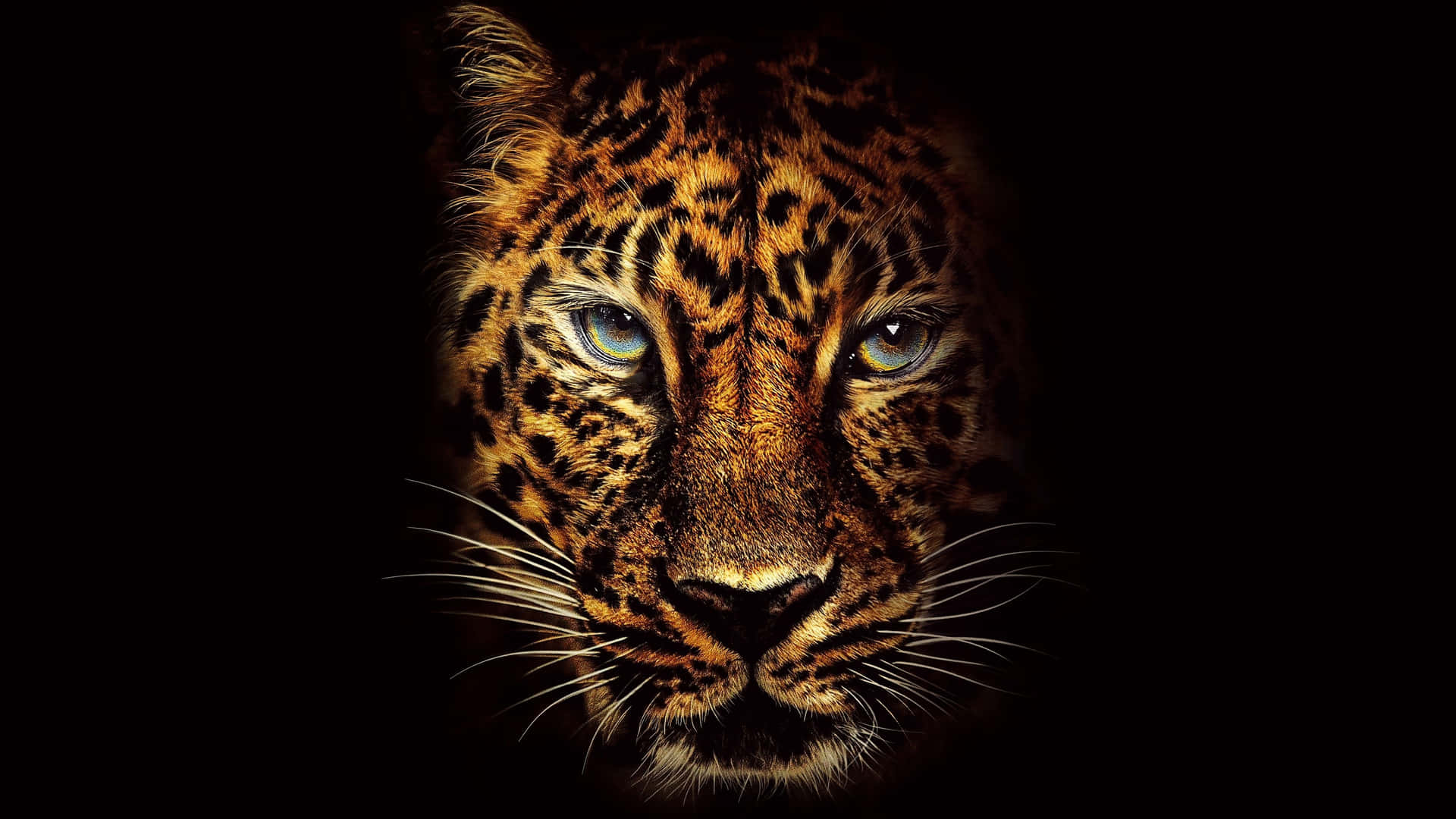 A majestic black jaguar amongst its natural habitat Wallpaper