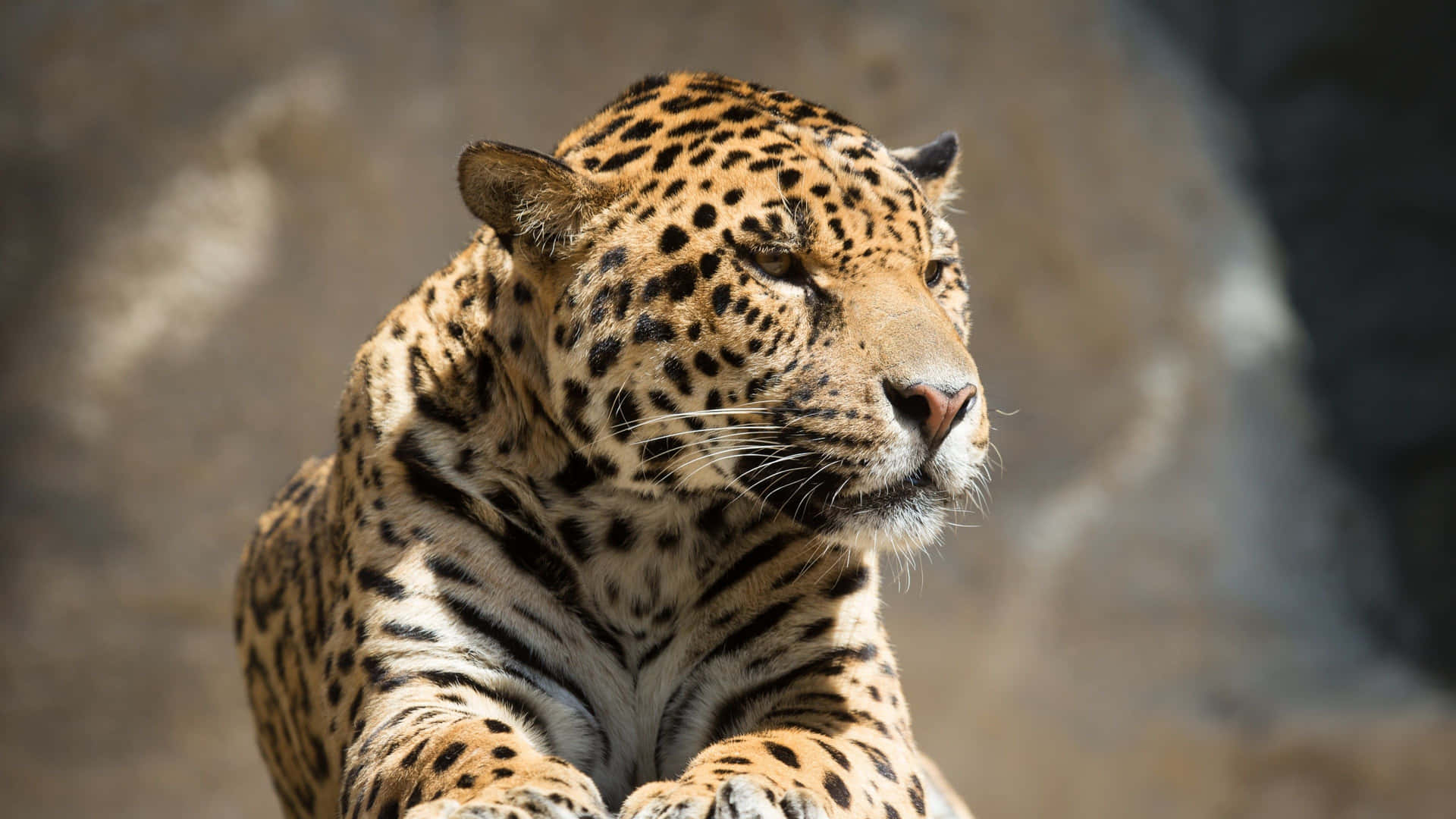 Omajestoso Jaguar Negro Papel de Parede
