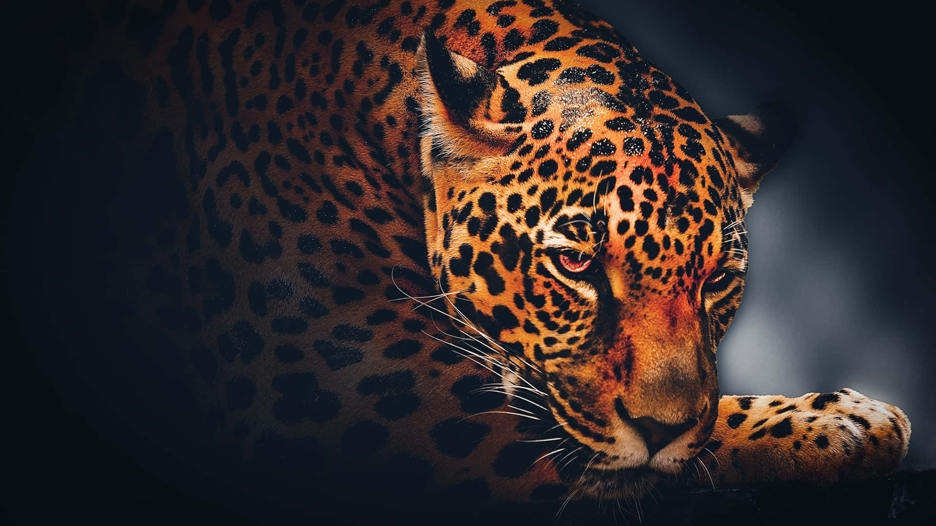 Häftigsvart Jaguar På Jakt Wallpaper