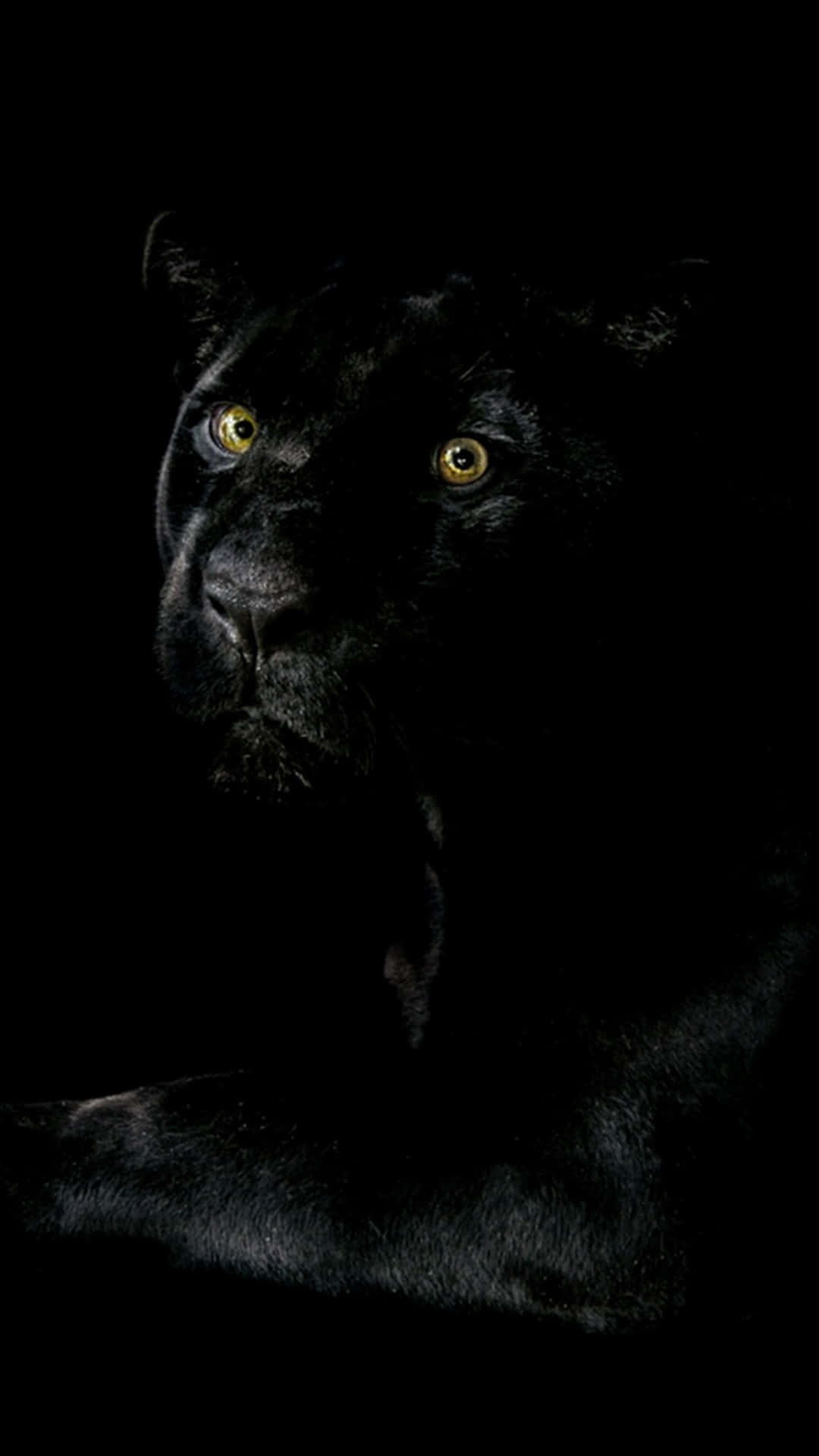 En sort panter sidder i mørket. Wallpaper