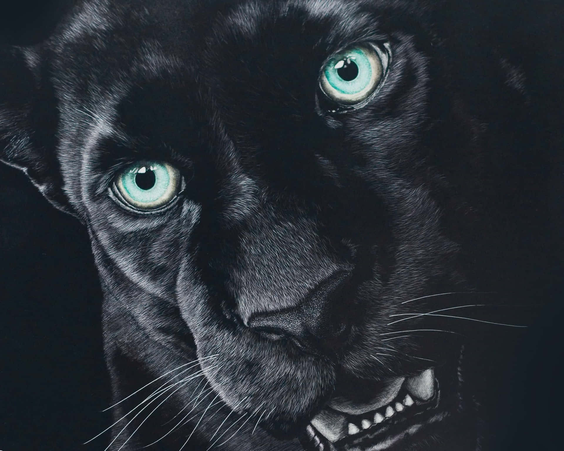 A stunning black jaguar stands in contrast to its stark environment Wallpaper