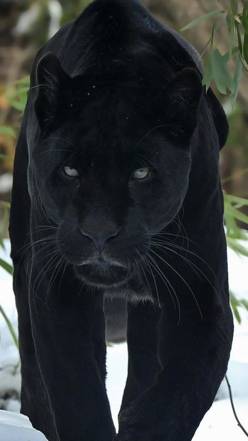 Eineunbewegliche Kraft, Der Majestätische Schwarze Jaguar Wallpaper
