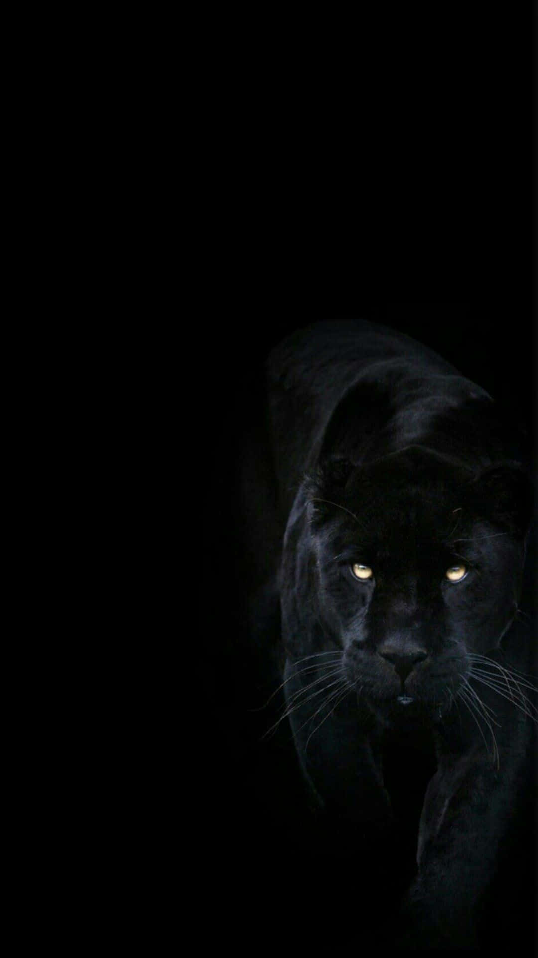 Einwilder Schwarzer Jaguar Schleicht Sich An Ihre Beute Heran. Wallpaper