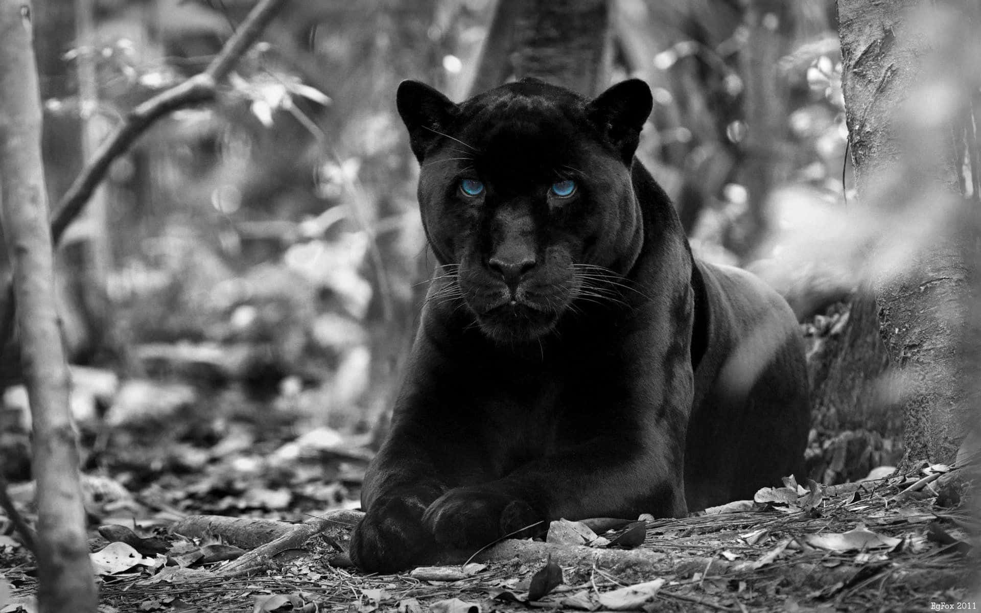 Den majestætiske sorte jaguar stirrer darende. Wallpaper