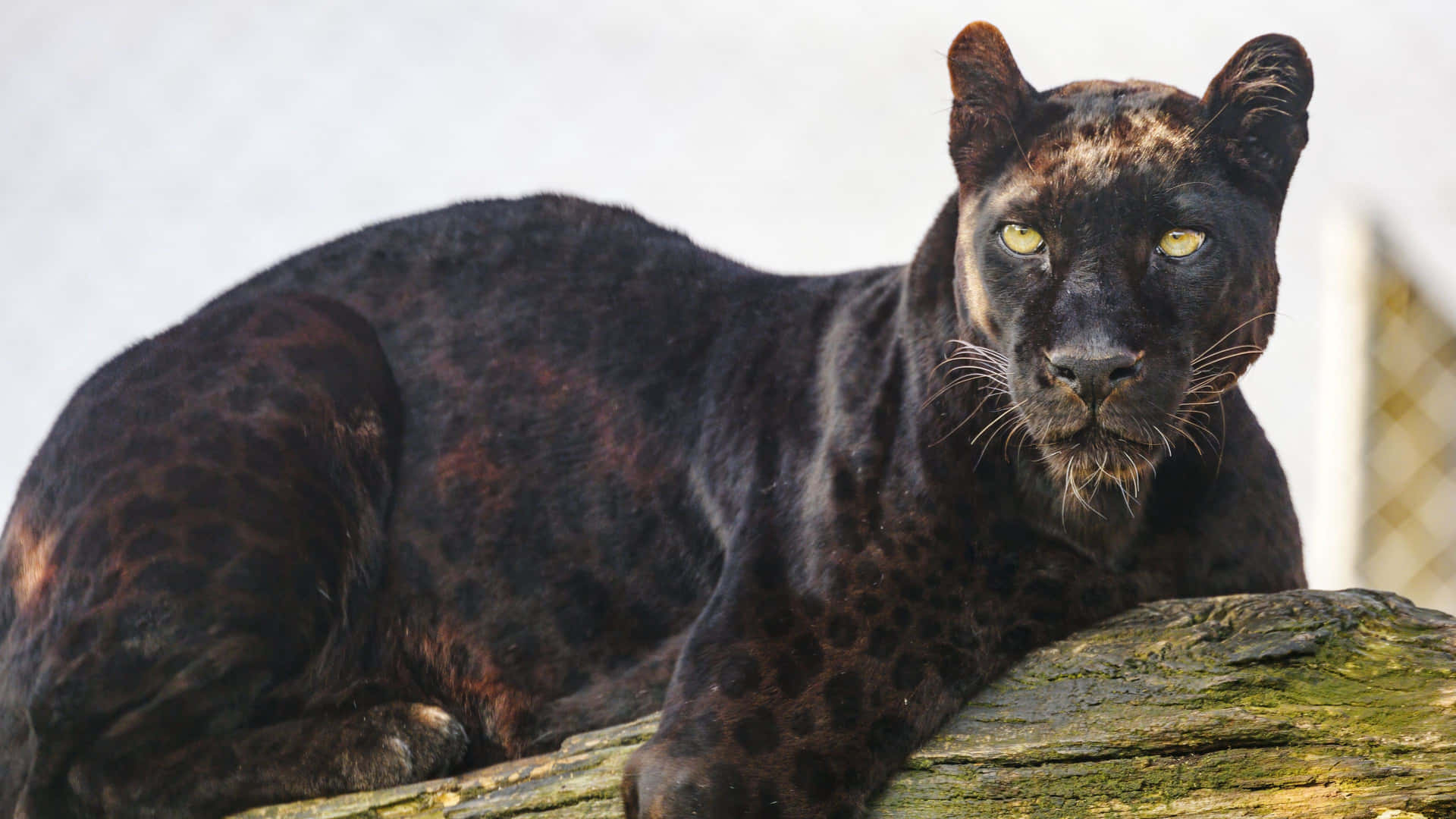 "Close Up of a Majestic Black Jaguar" Wallpaper