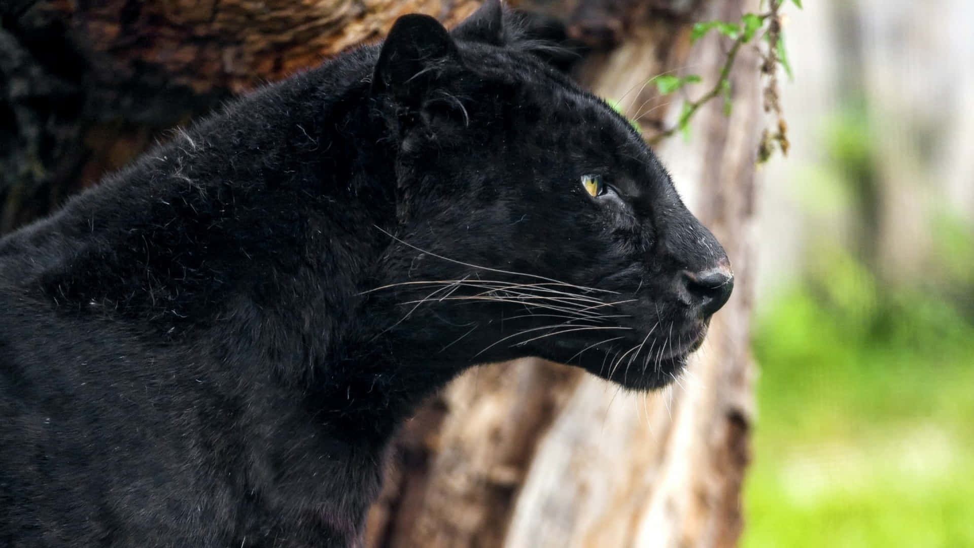Diestärke Eines Schwarzen Jaguars Wallpaper