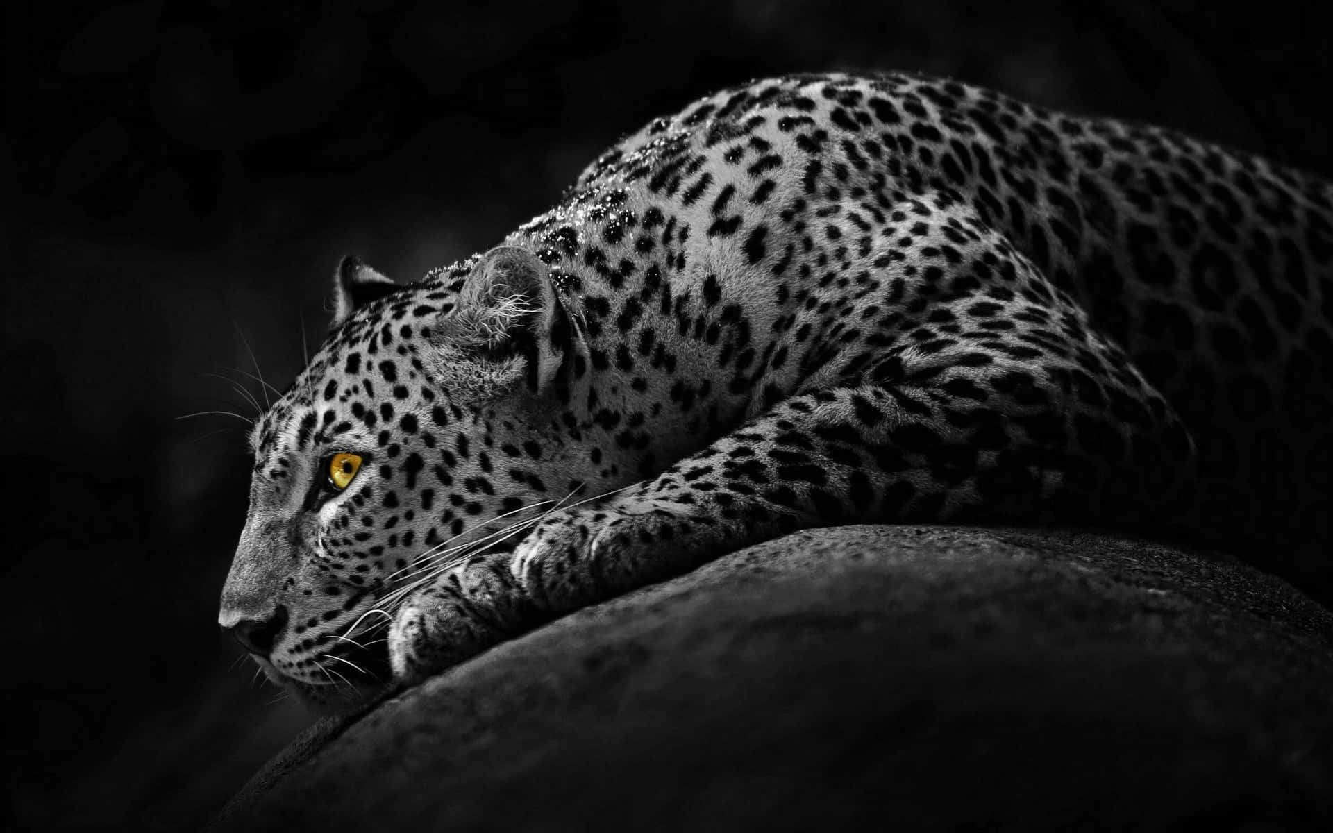 A powerful black jaguar with piercing yellow eyes Wallpaper