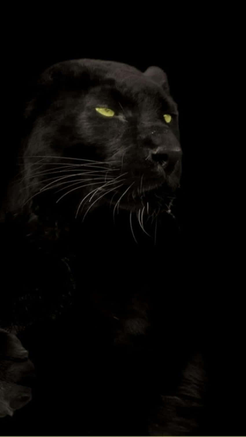 Bildein Majestätischer Schwarzer Jaguar Streift Durch Seinen Natürlichen Lebensraum. Wallpaper