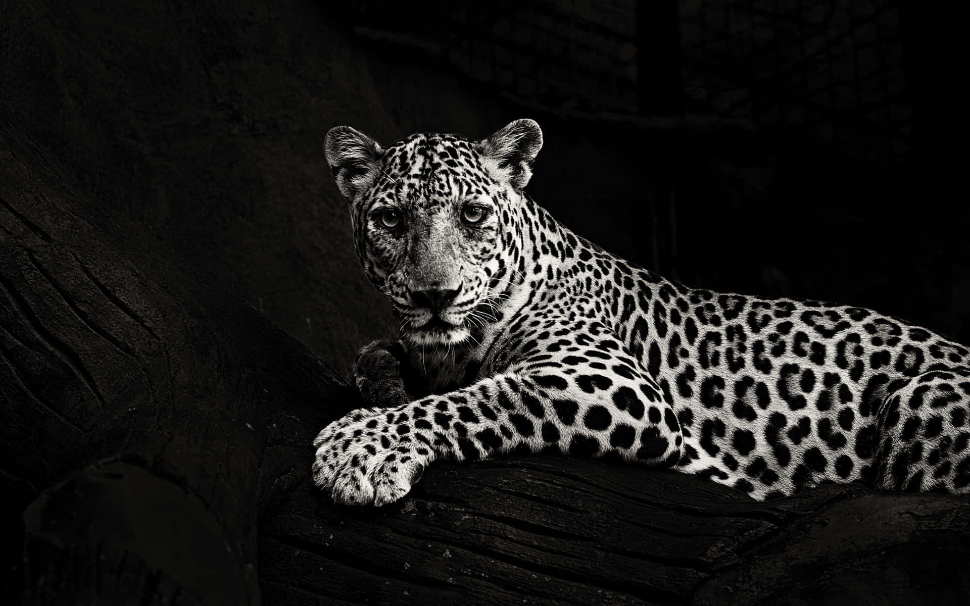 Styrke og skønhed indkapslet i det elegante sorte jaguar. Wallpaper
