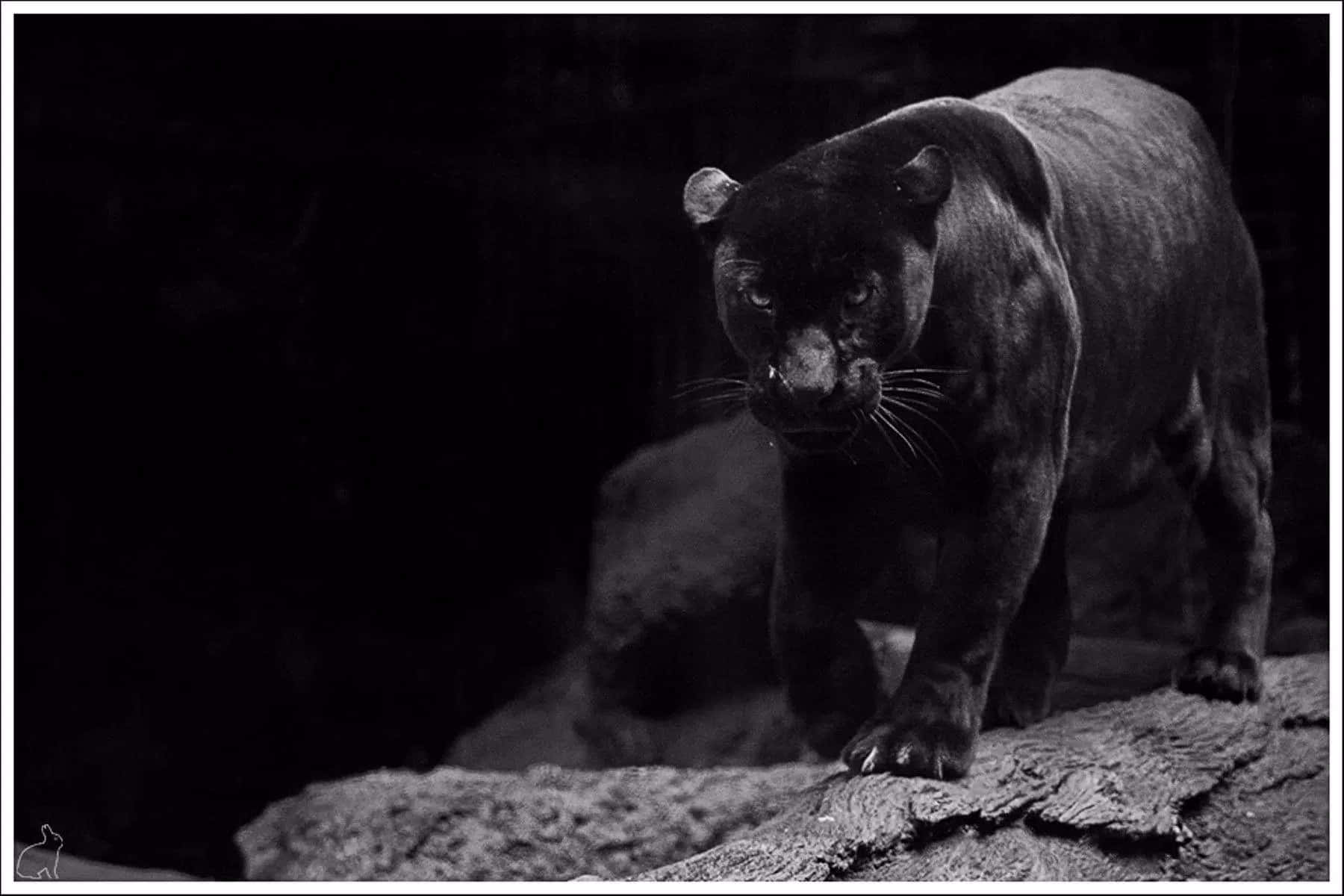 Jaguarnegro Majestuoso Fondo de pantalla