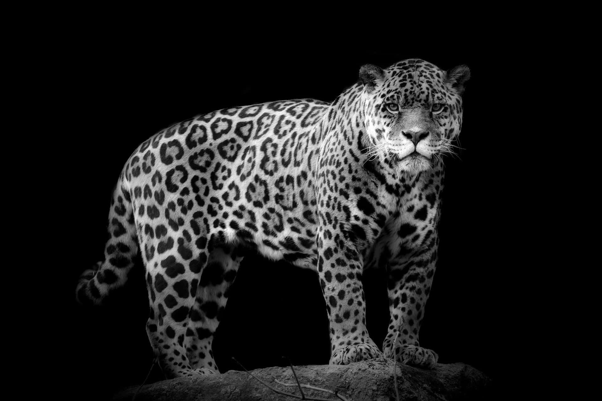 Majestätischerschwarzer Jaguar Bewundert Sein Spiegelbild In Einem Ruhigen Pool Wallpaper