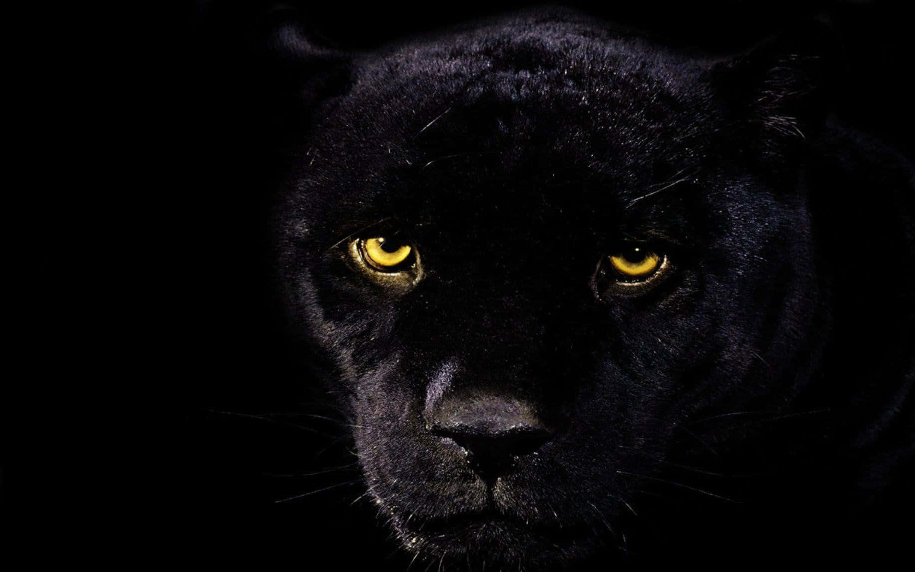 En stilfuld og kraftfuld sort jaguar i dets naturlige element. Wallpaper